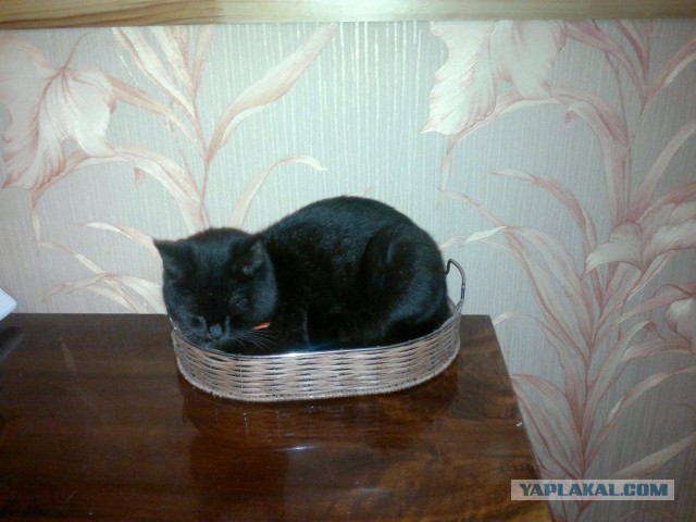 Котовторник 25.02.2014