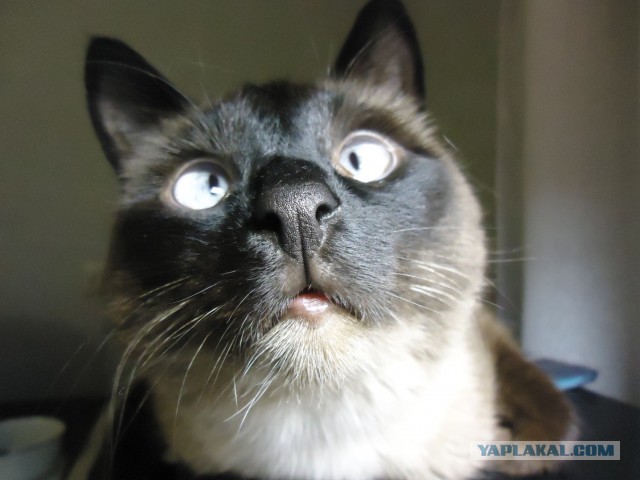 Котовторник 18.03.2014