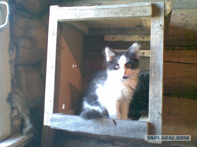 Котовторник 16.09.14