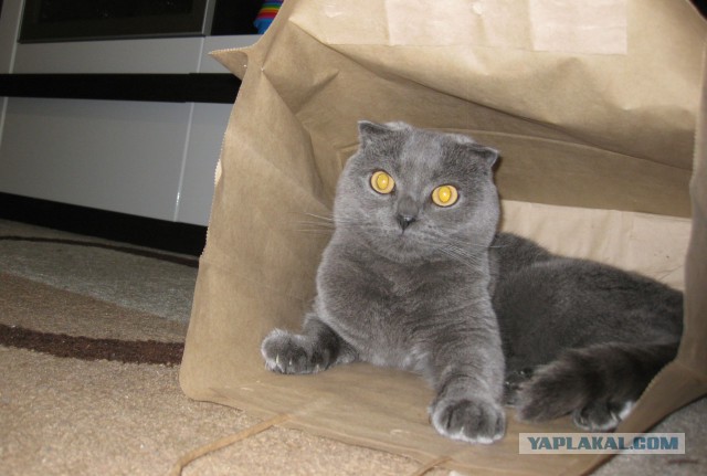 Котовторник 7.10.2014