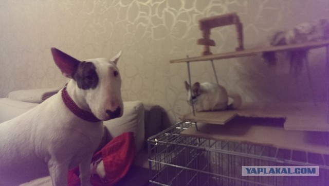 Собаку знакомят с котенком