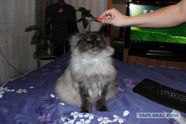 Котовторник