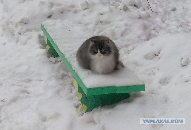 Котовторник