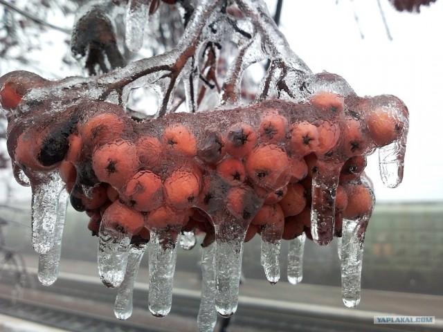 Ледяная зима