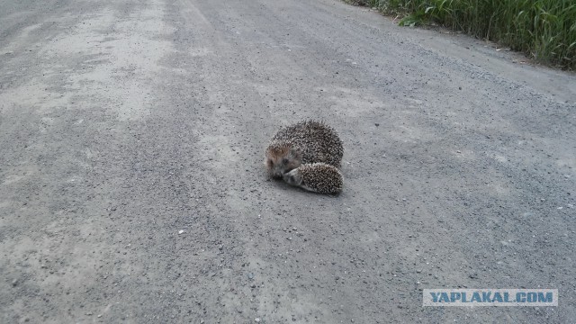 Встреча с ёжиком