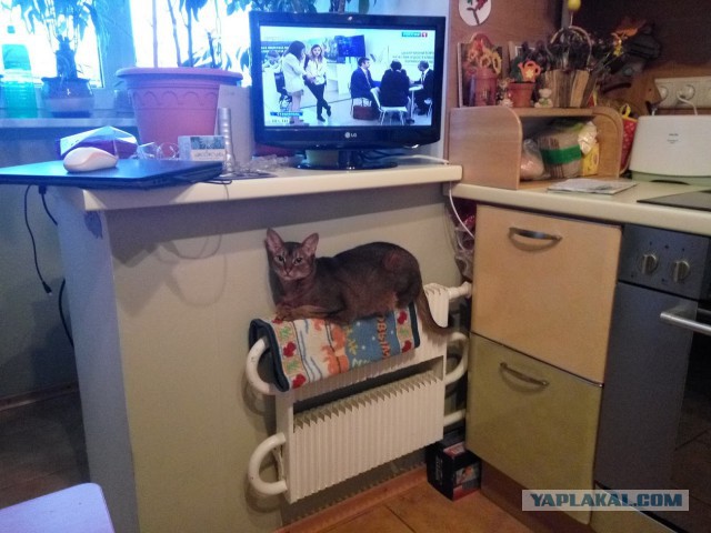 Котовторник 02.02.2016
