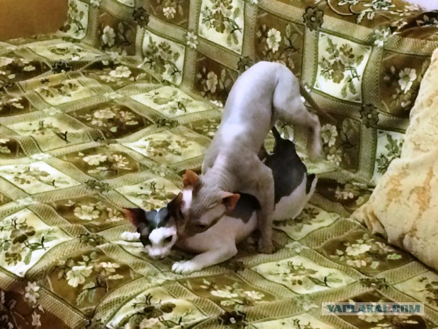 Весело, задорно, я снимаю порно! 18+