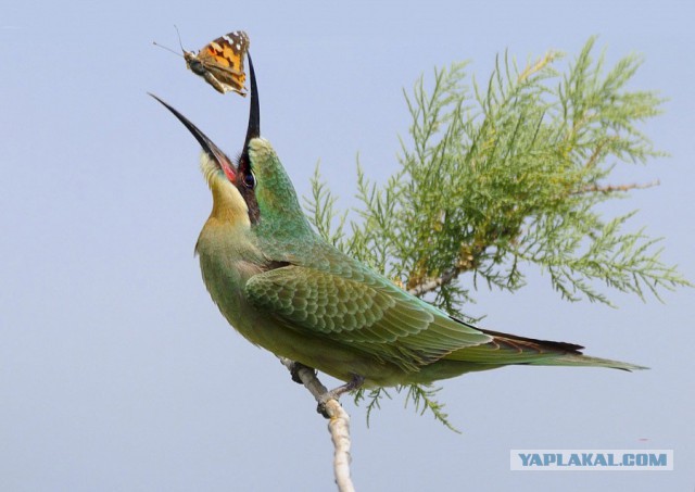 Где обедал, воробей? (и другие птички)