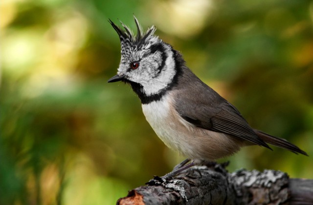 Каких птиц вы видите в городе?
