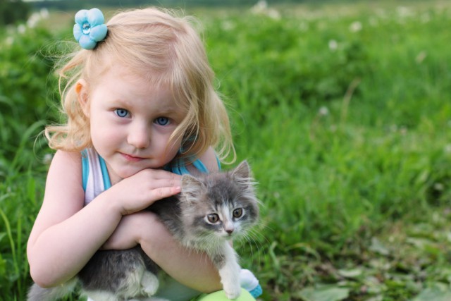 Коты из сети
