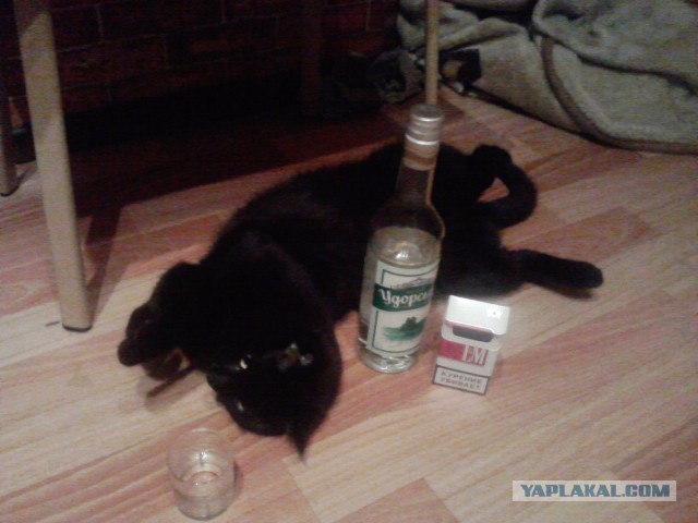 Не дадим пропасть собакочетвергу!