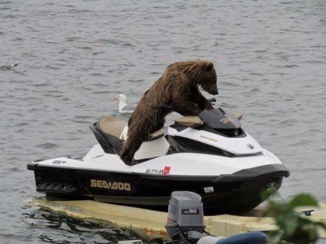 Самые смешные животные