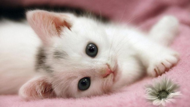 Коты и Кошки