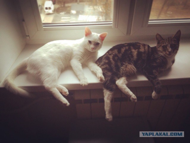 Он лежал возле гаражей в 2-х метрах от мусорного бака...