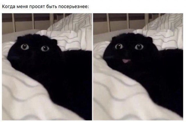 Коты и Кошки