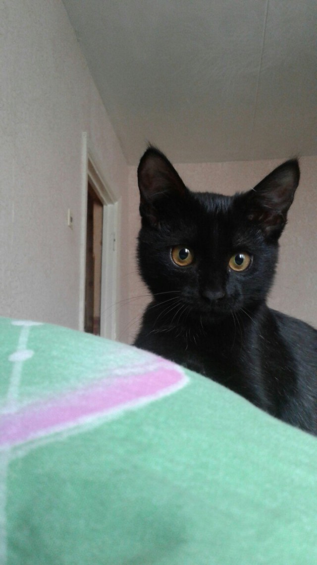 Коты и Кошки
