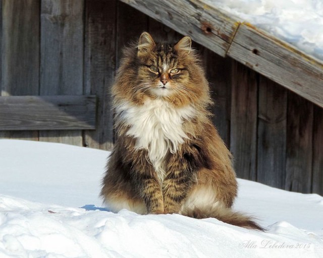 Коты и Кошки
