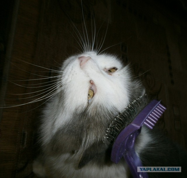 Котовторник 29.5.18
