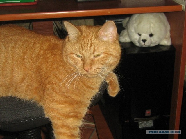 Состоятельный котовторник