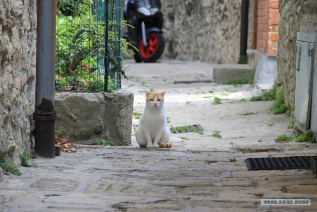 Котовторник 22.11.11