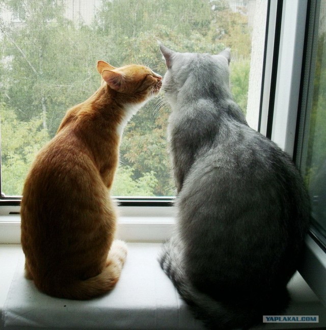 Котовторник  4.09.12