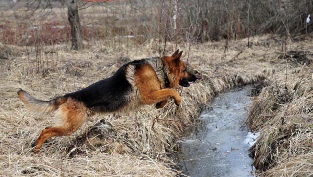 Живность из сети