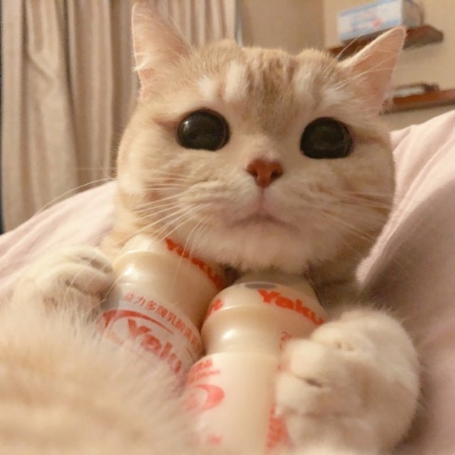 Коты из сети