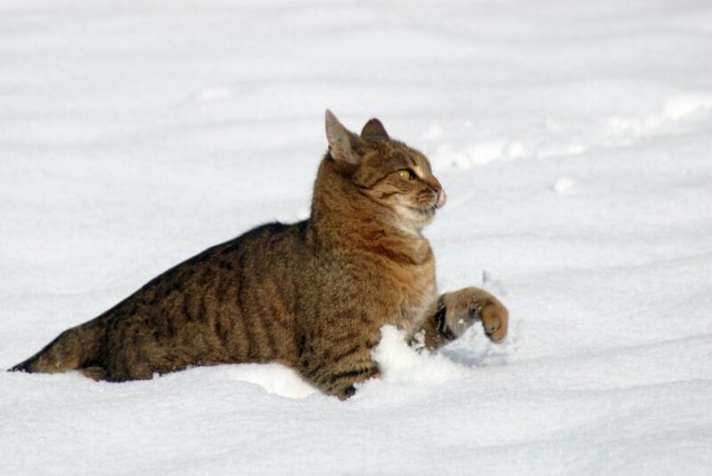 Коты из сети