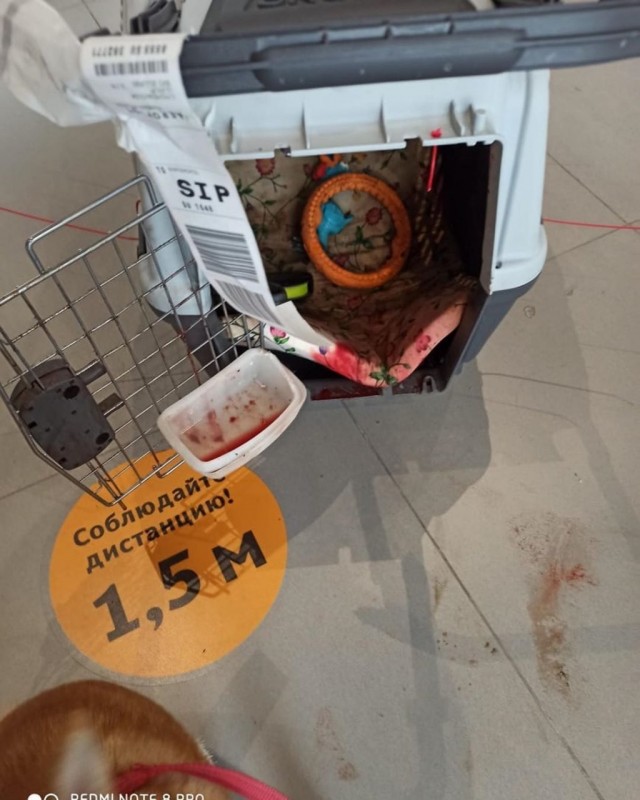 На рейсе «Аэрофлота» собаке в переноске разбили морду