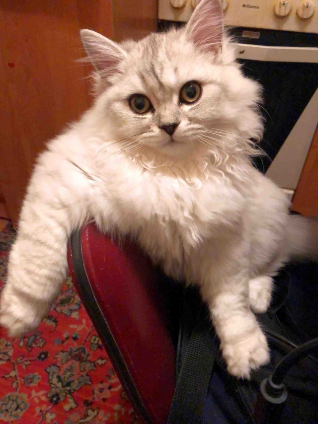 Эти забавные животные