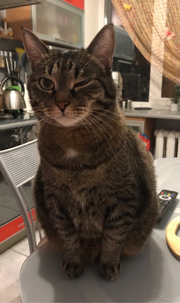 Котовторнику быть!