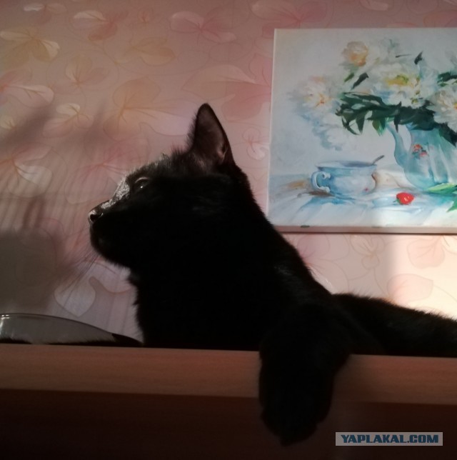 С котовторником!