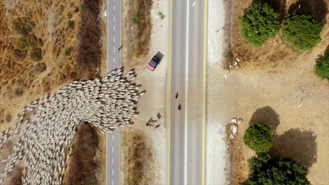 Фотограф с помощью дрона превратил стадо овец в движущееся произведение искусства