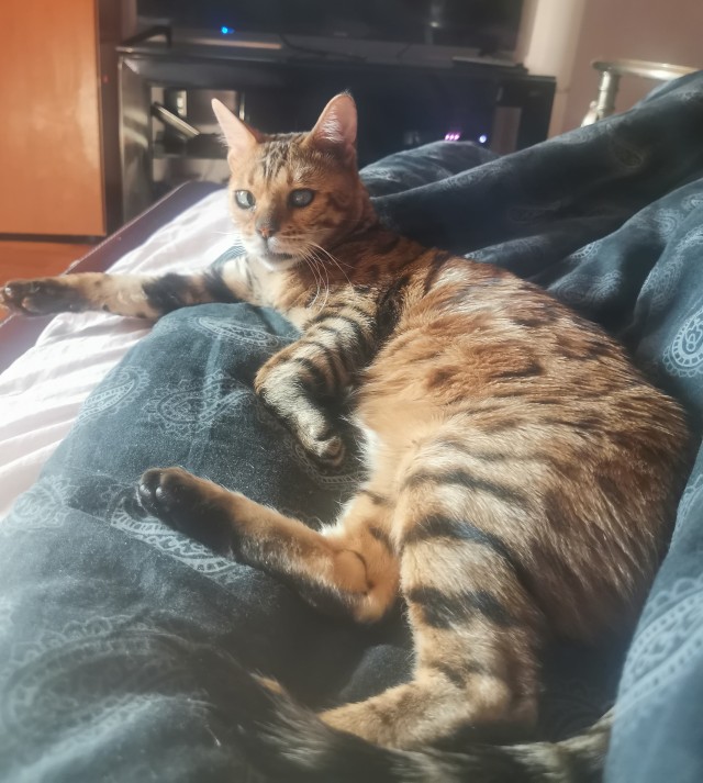 Cat Bеd