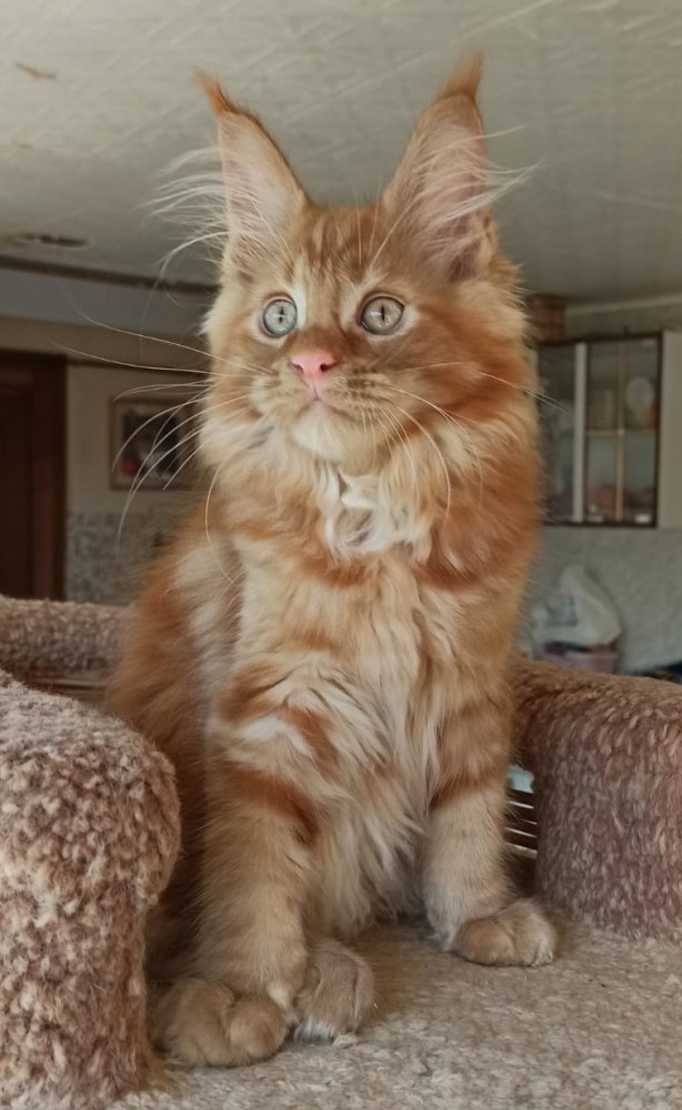 Котовторник (свои добавляем)
