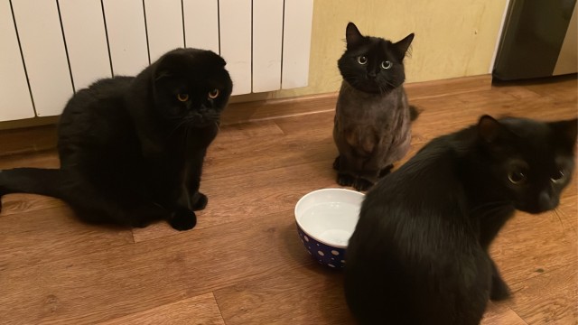 Вы, что спите? Вставайте, котовторник же!