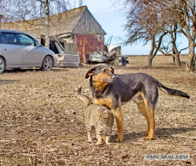 10 фотографий кошек и собак, которые не могут друг без друга