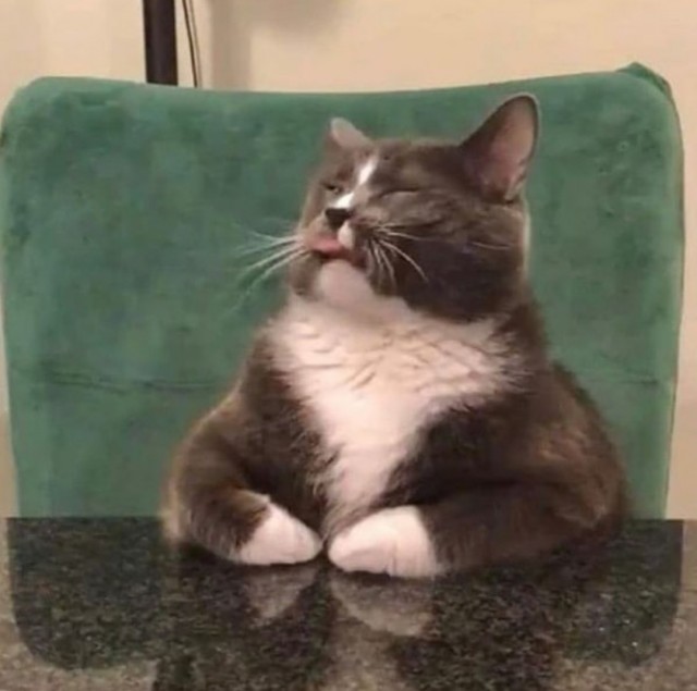 Объясняю коту о пользе гречки