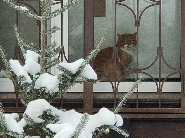 А что это мы котовторник не начинаем? Время пришло!