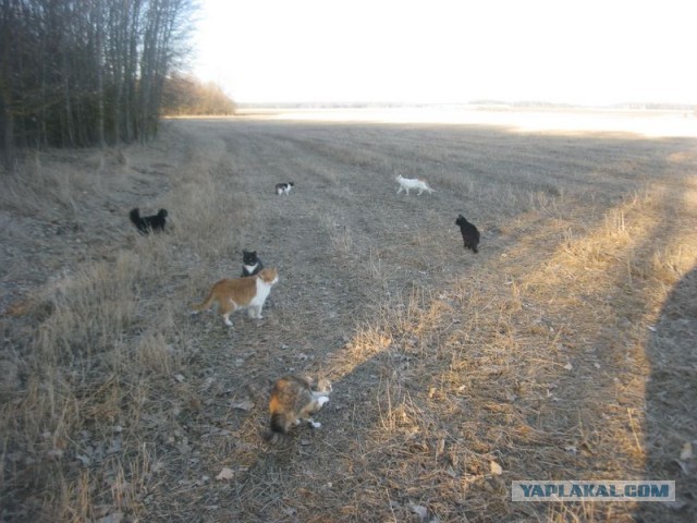 Жизнь домашнего приюта для котеек 386