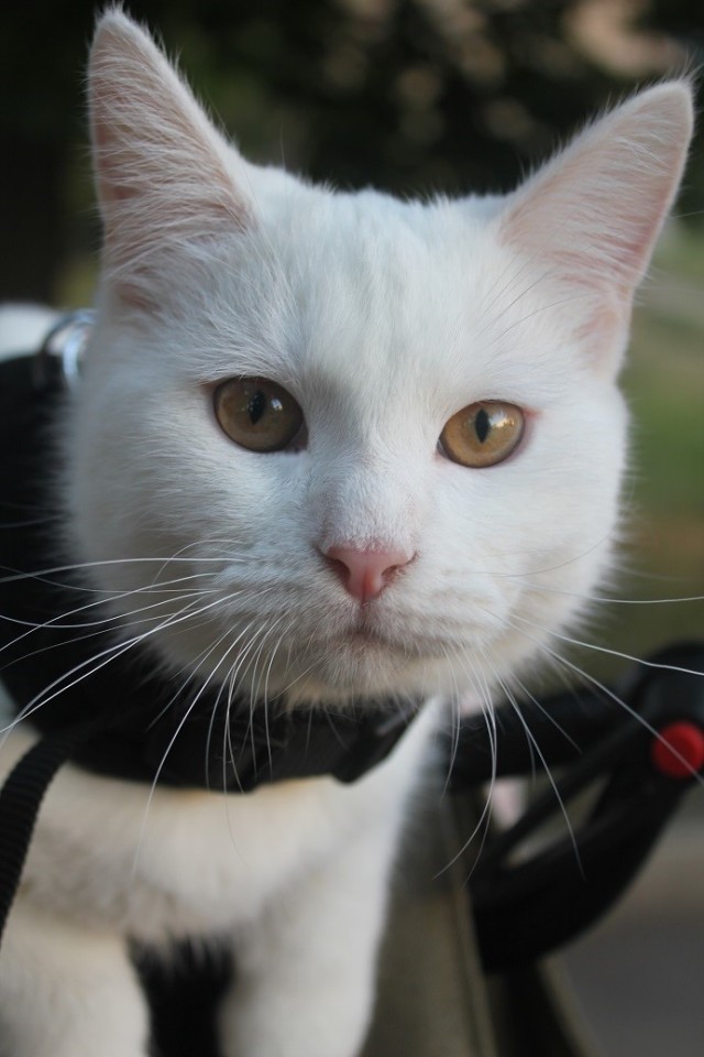 Котик с приюта
