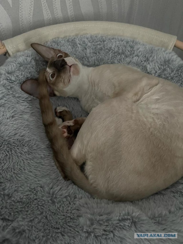 Котовторник 18.10.22