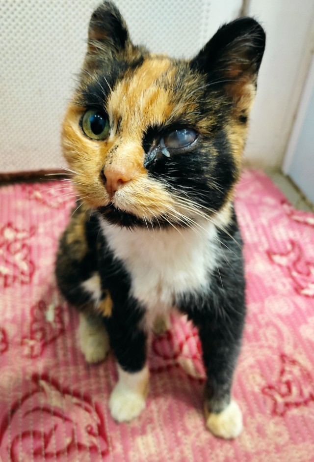 Прошу помощи