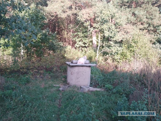 Жизнь домашнего приюта для котеек 465