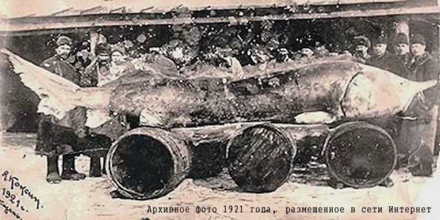 5 метровый осетр из Британской Колумбии возрастом где-то в 100 лет