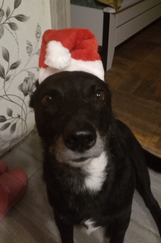 Эх, собакочетверг же