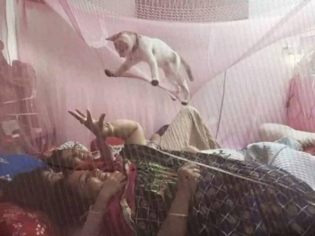 Котовторник в картинках