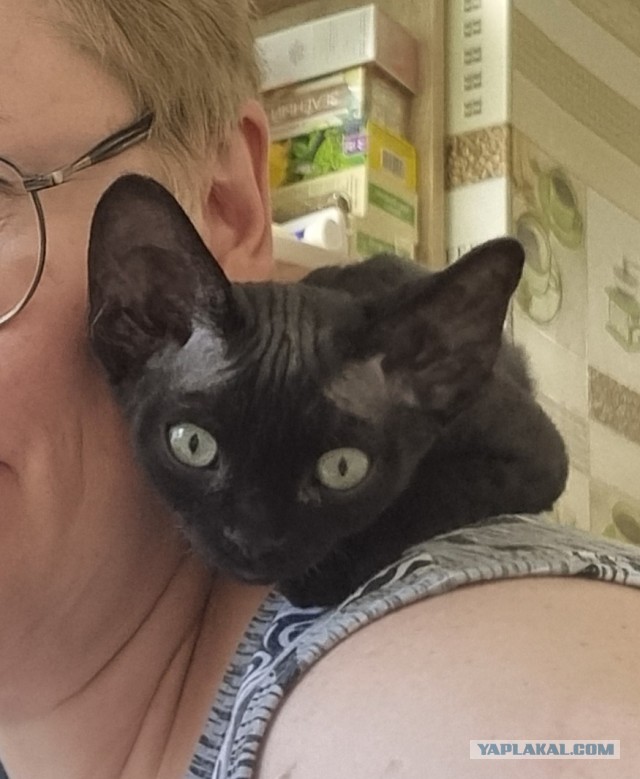 Котовторник в картинках