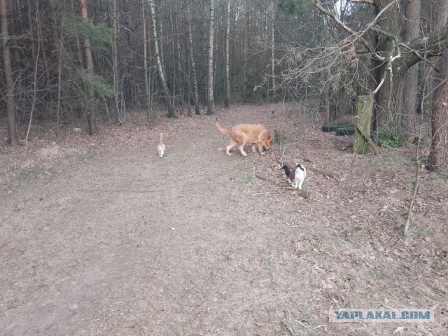 Жизнь домашнего приюта для котеек 540