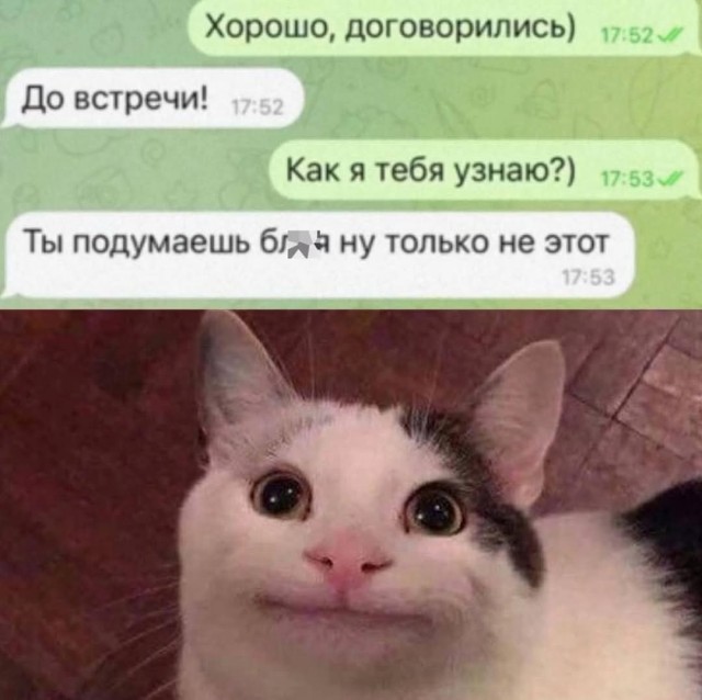 К котовторнику.
